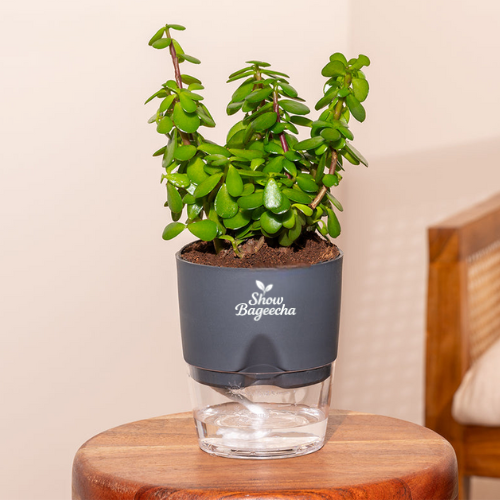 Green_ShowBageecha_Jade Jade plant indoor