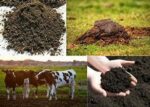 Organic Cow Dung Manure