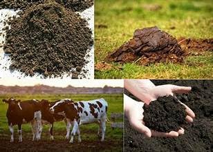Organic Cow Dung Manure
