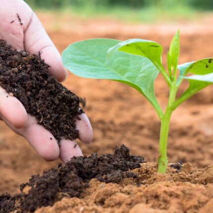 Vermicompost manure