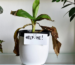 Overwatering Plants