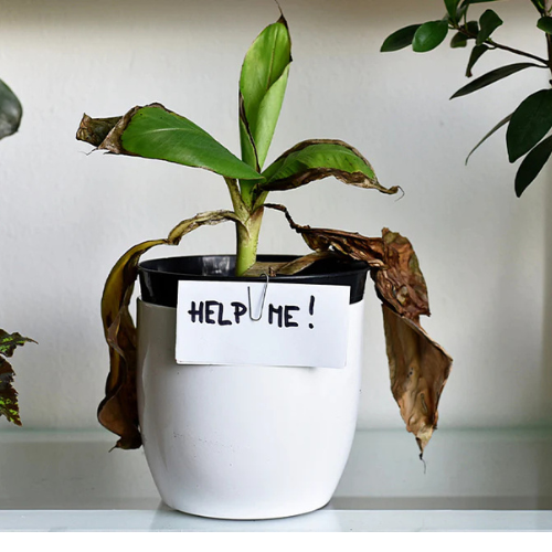 Overwatering Plants