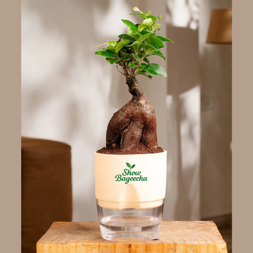 4 Diwali Gifting Plants