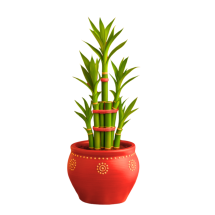 Lucky Bamboo Plant in Festive Pot – Gift of Good Fortune