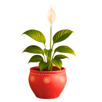 Peace lily - Festive pot