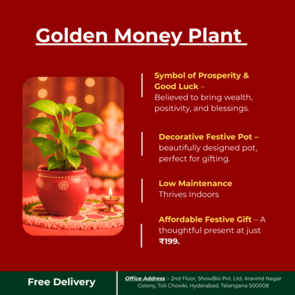 golden money plant - festive pot - features