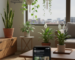 Indoor plants Hyderabad