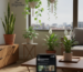 Indoor plants Hyderabad
