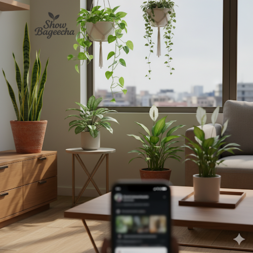 Indoor plants Hyderabad