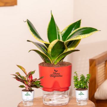 Indoor Plants Hyderabad