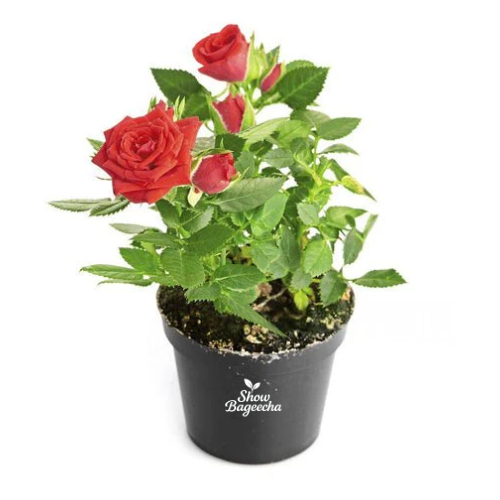 Red Rose Plant
