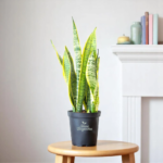 Snake Plant Air Purifier