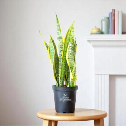 Snake Plant Air Purifier