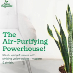 Indoor Plant Air Purifier