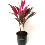 Dracena Mahatma Indoor Plant