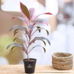 Dracena Mahatma Indoor