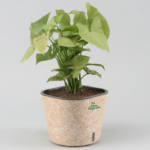 Syngonium plant indoor