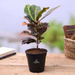 Colourful leaves plant in gachibowli