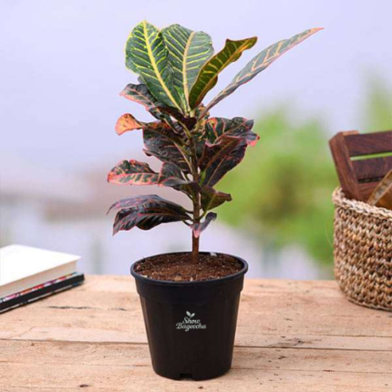 Colourful leaves plant in gachibowli