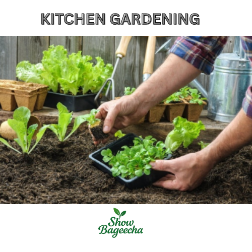 Kitchen Gardening Nanakramguda
