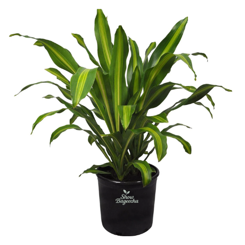 ShowBageecha Plants (1) Buy Dracaena Massangeana Online